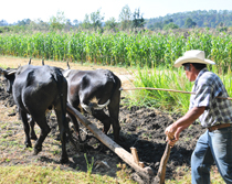 guatemalan farmer